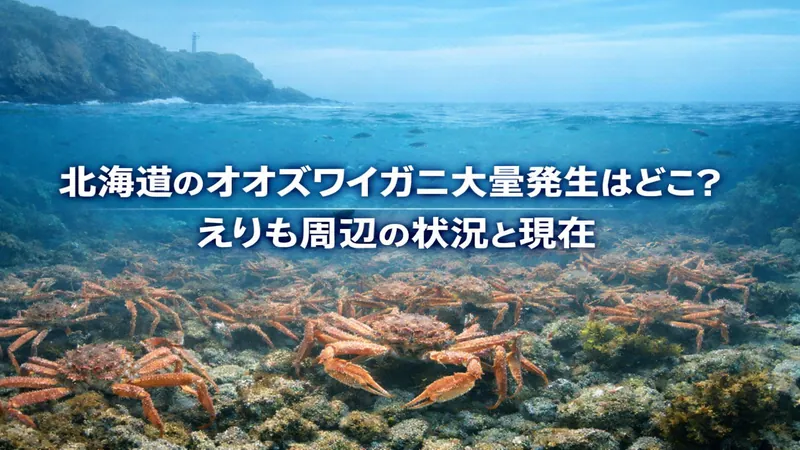 北海道のオオズワイガニ大量発生はどこ？えりも周辺の状況と現在